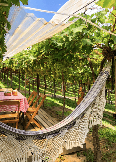 Piquenique nas Videiras na Vinícola Videiras Carraro.png